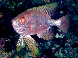 チカメキントキ
Cookeolus japonicus