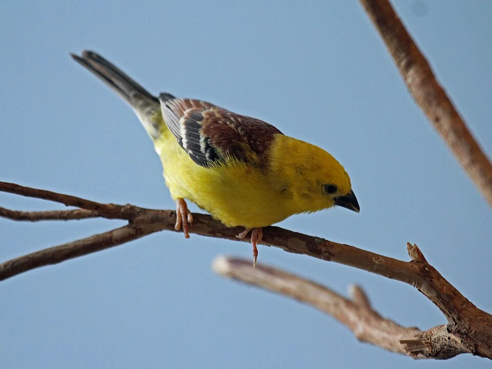 Sudan Golden Sparrow (Passer luteus) -  National Aviary in Pittsburgh, Pennsylvania.