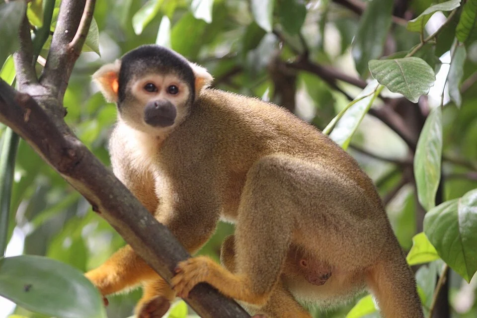 Black-capped Squirrel Monkey (Saimiri boliviensis) in Peru