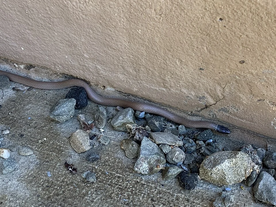 Western Black-headed Snake (Tantilla planiceps). Species of reptile.