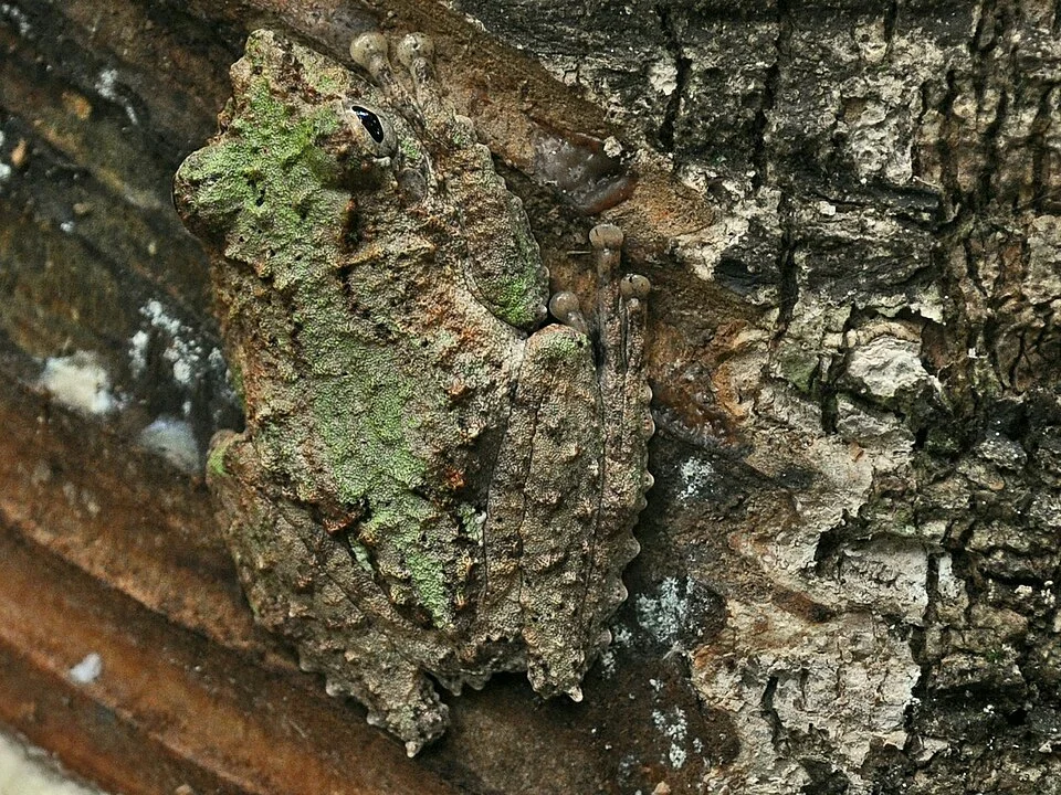 Frilled Tree-frog (Kurixalus chaseni). From Sambas, West Kalimantan, Indonesia.