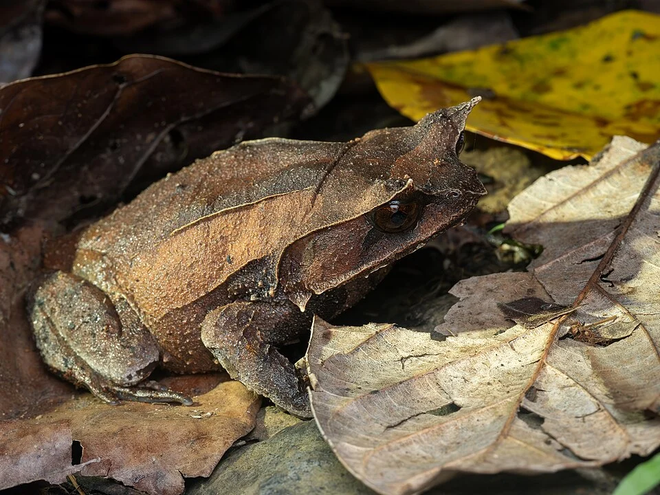 Palawan Horned Frog in Palawan. Photo by Cheta Chua