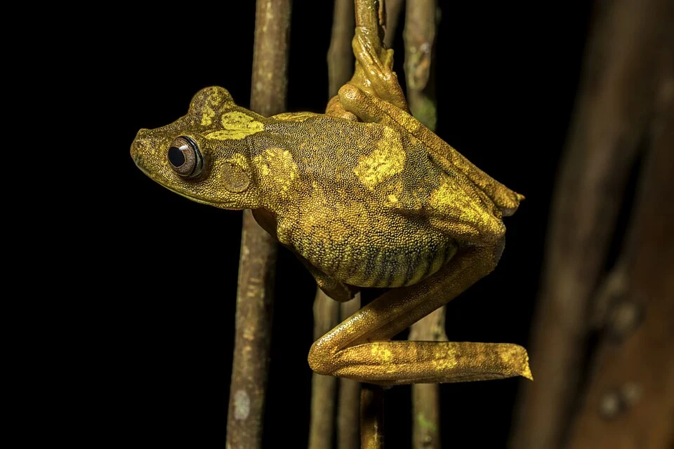 Map tree frog, Yasuni National Park, Ecuador