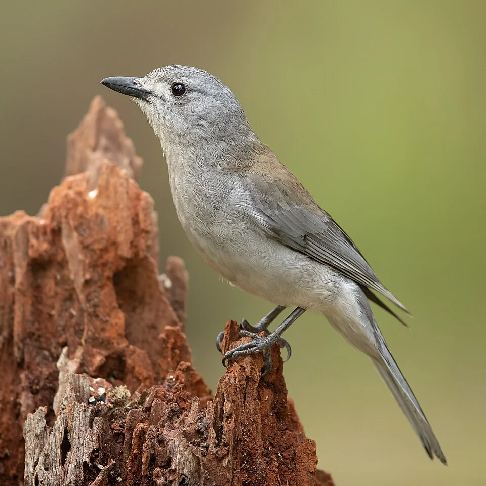 Grey shrikethrush (Colluricincla harmonica')', Brunkerville, New South Wales, Australia