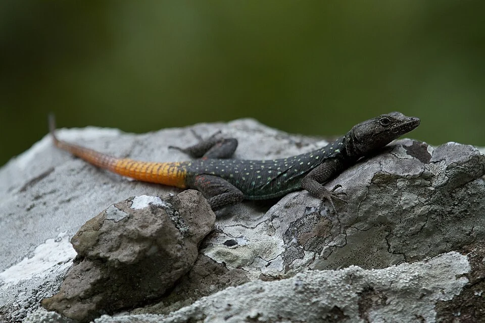 Chimanimani Flat Lizard (Platysaurus ocellatus)