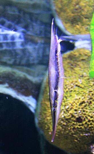 Fish Aeoliscus strigatus, (Aeoliscus strigatus) in Prague sea aquarium “Sea world”, Czech Republic