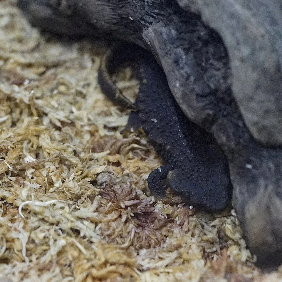en:Anderson's crocodile newt, Ryukyu spiny newt