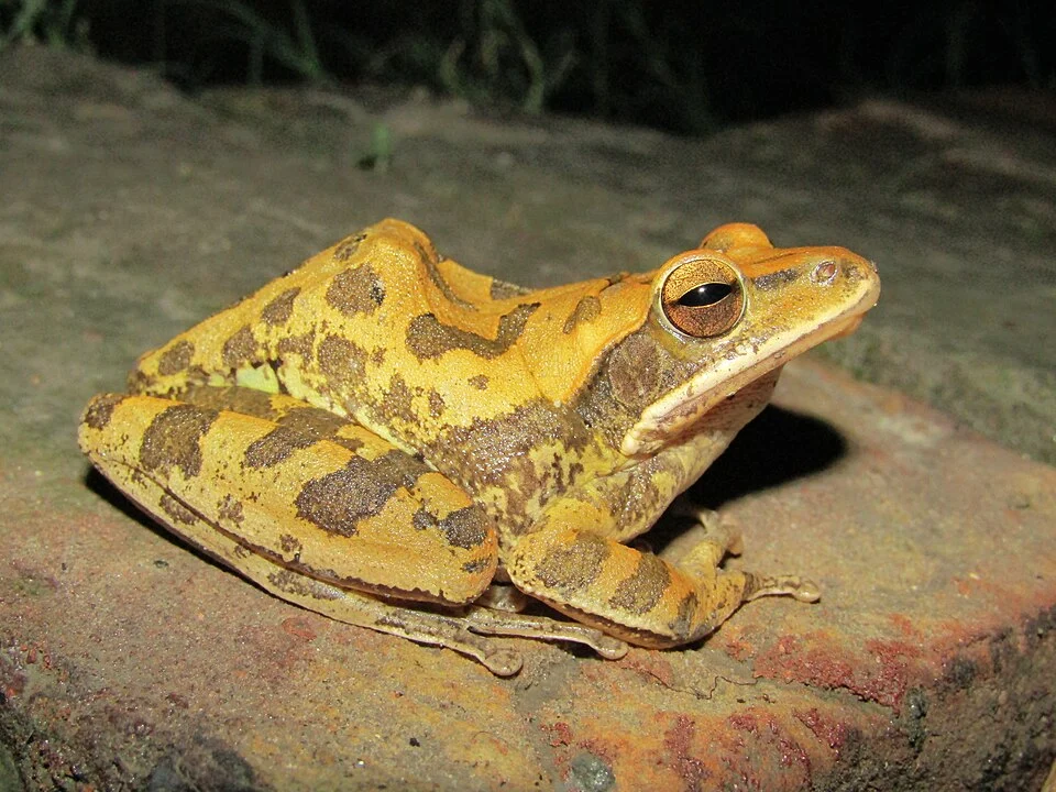 Brown Blotched Bengal Tree Frog (Polypedates bengalensis), female