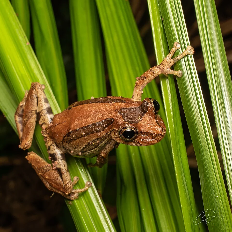 Ololygon brieni (Brien's Snouted Tree Frog) in São Paulo, Brazil. Original iNaturalist observation here: https://www.inaturalist.org/observations/358370349