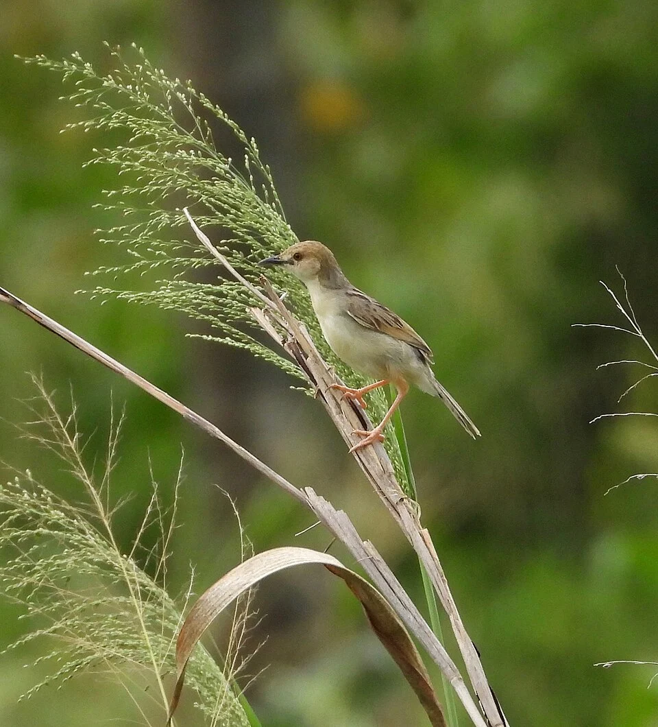 Cisticola haematocephalus, Muheza, Tanzania, 2023-01-12 (iNaturalist).
