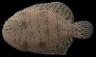 Hogchoker, Trinectes maculatus. Rhode River, Edgewater, Anne Arundel County, MD - 08/11/19. Photo by Robert Aguilar, Smithsonian Environmental Research Center.
