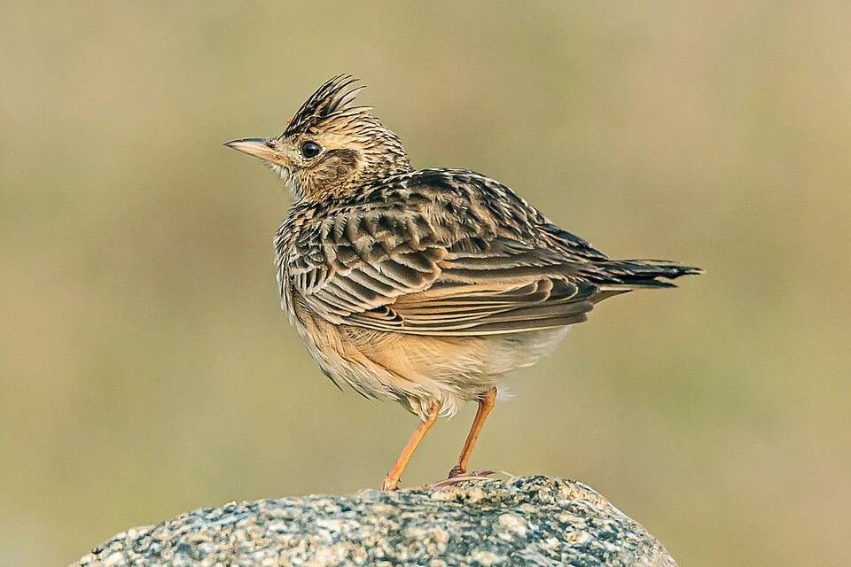 The day was too foggy and it just started clearing up! This bird was busy surveying the vast dry river bank.