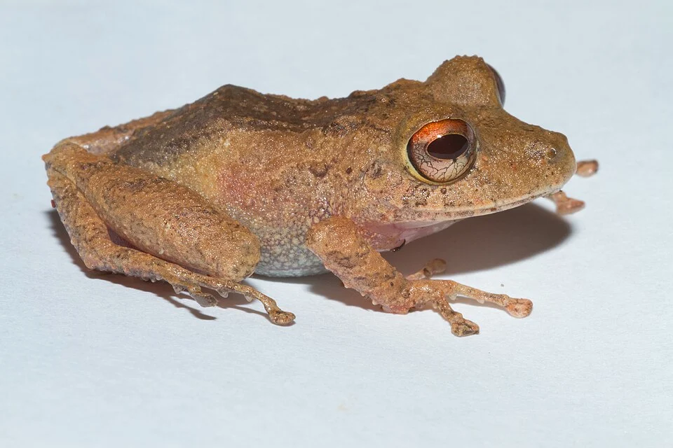 None (Pristimantis cerasinus); image from matched species article