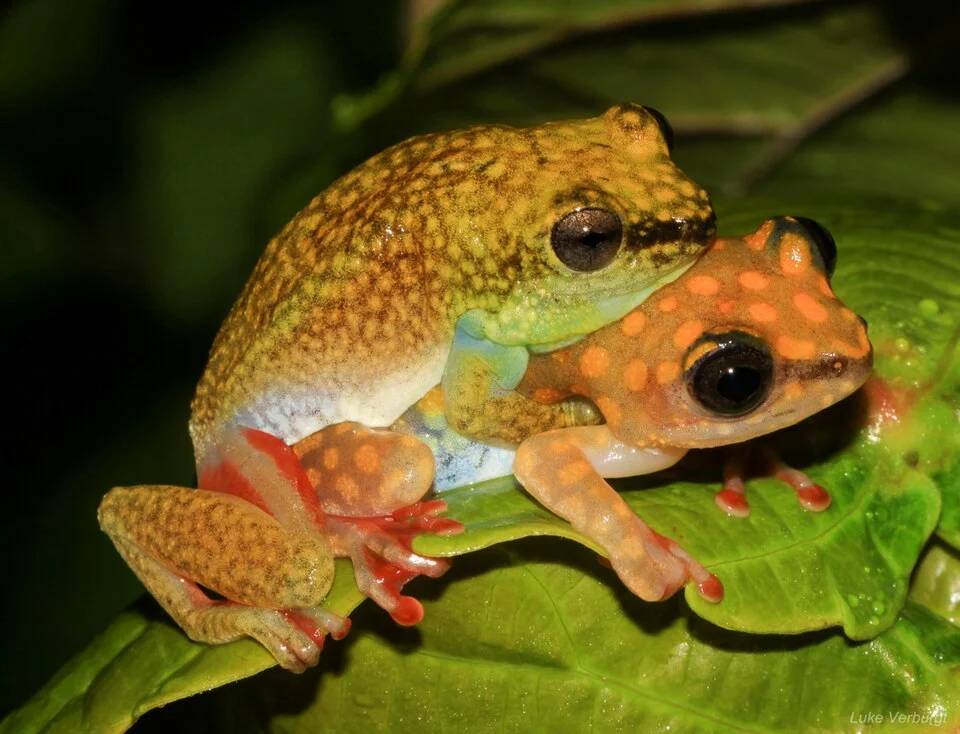 Hyperolius guttulatus mating couple. Location: Bong Town, Bong County, Liberia