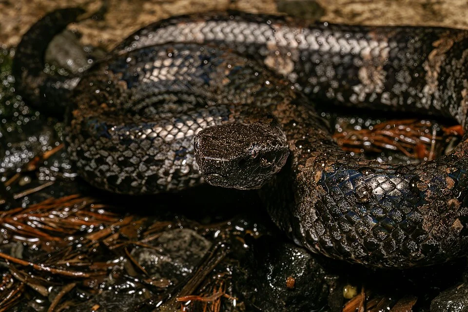 Chasen’s Mountain Pitviper (Garthius chaseni) in Malaysia