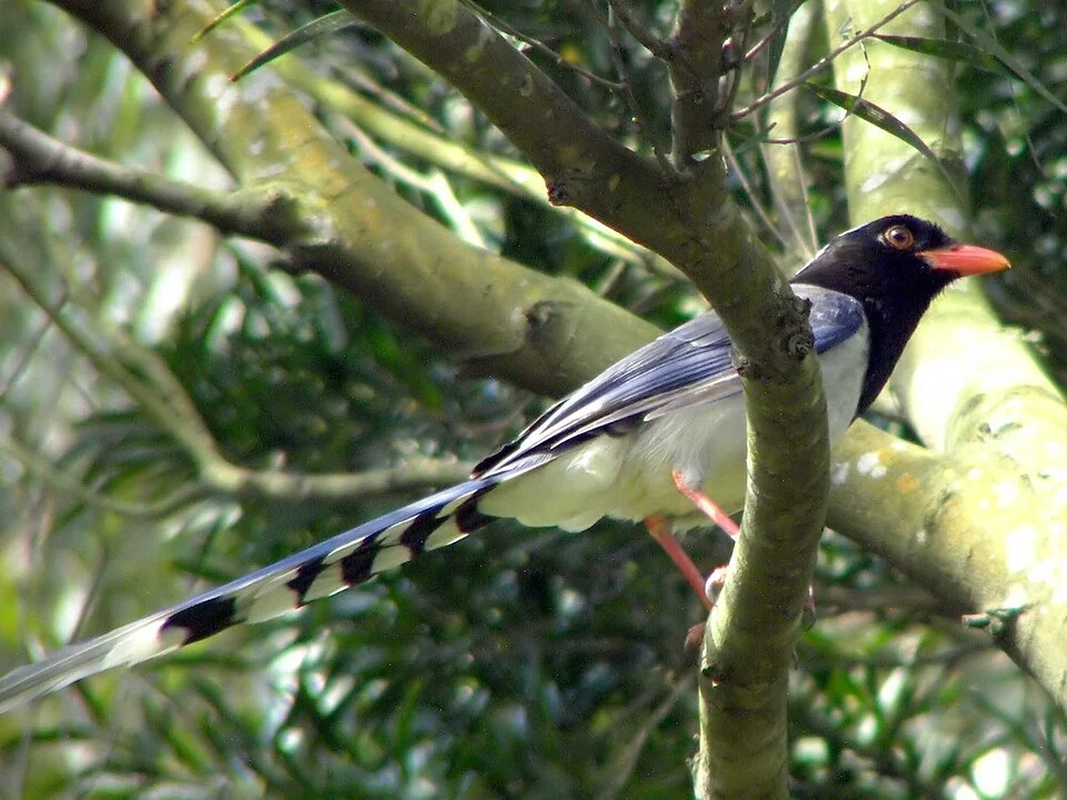 Saw near my home.