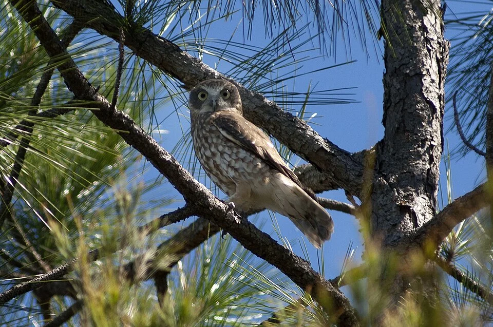 Southern boobook Owl (Ninox boobook boobook)
