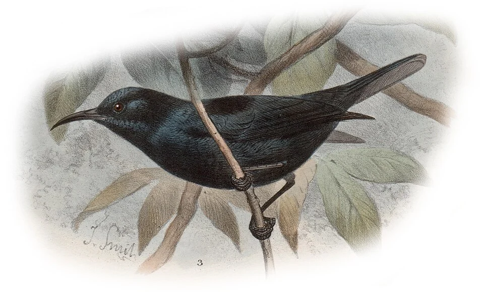 Picture of an Ebony Myzomela (Myzomela pammelaena)