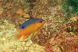 The juvenile Beaubrummel Gregory (Stegastes flavilatus) makes a cute little macro subject. Photographed at Frijoles dive site in Coiba National Park, Panama.