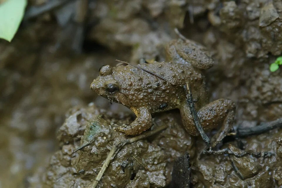 Occidozyga magnapustulosa, Pearl-tipped pustuled puddle frog - Phu Kradueng National Park.
Photo by Thai National Parks, https://www.thainationalparks.com/phu-kradueng-national-park.
