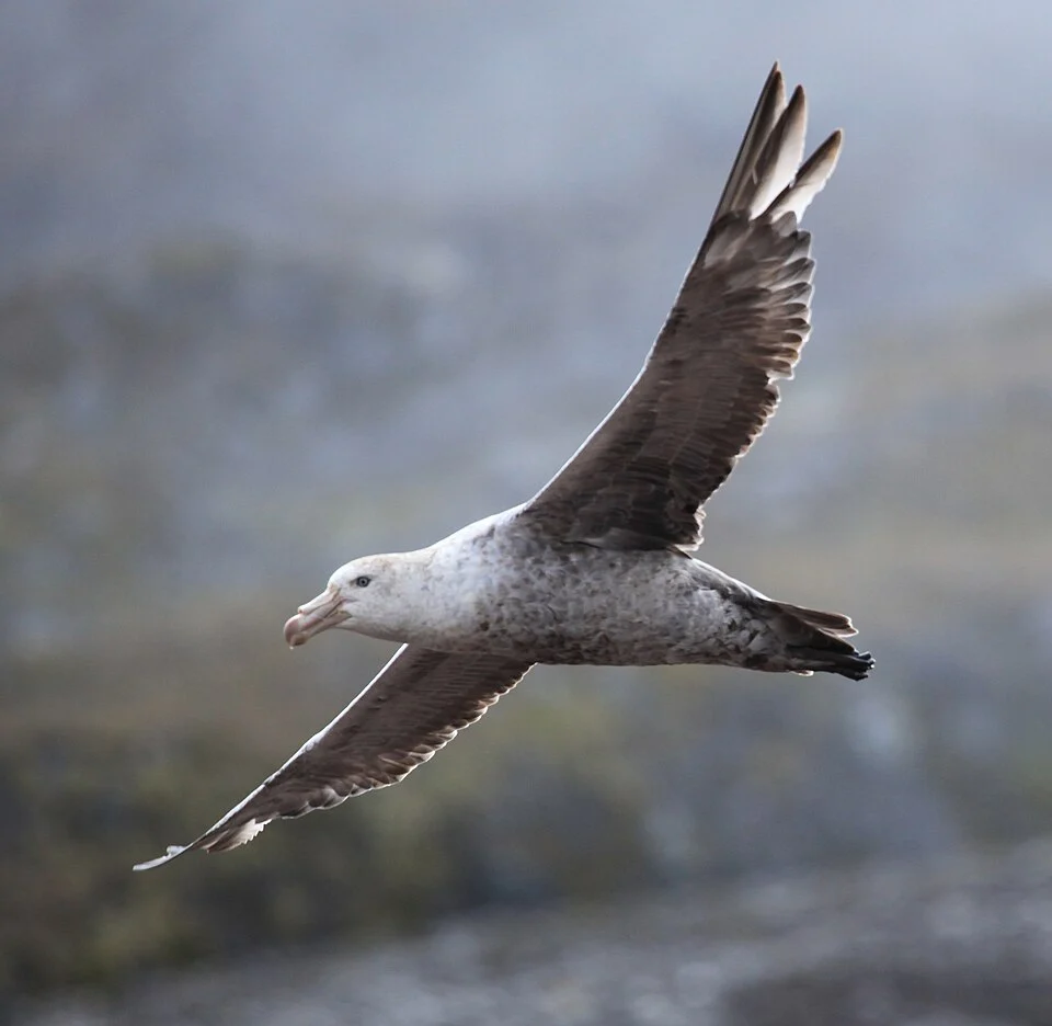 Northern giant petrel (Macronectes halli) flying over Godthul, South Georgia, British Overseas Territories, UK.