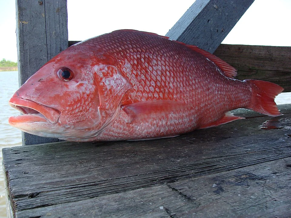 Red Snapper caught in the Gulf of Mexico, about 20 miles south of Port Fourchon, LA