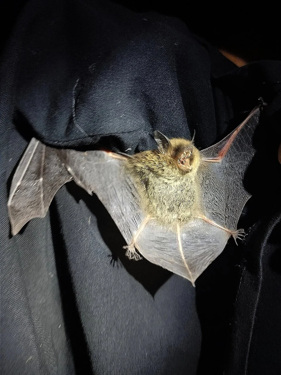 Photo of Siberian Bat uploaded from iNaturalist.