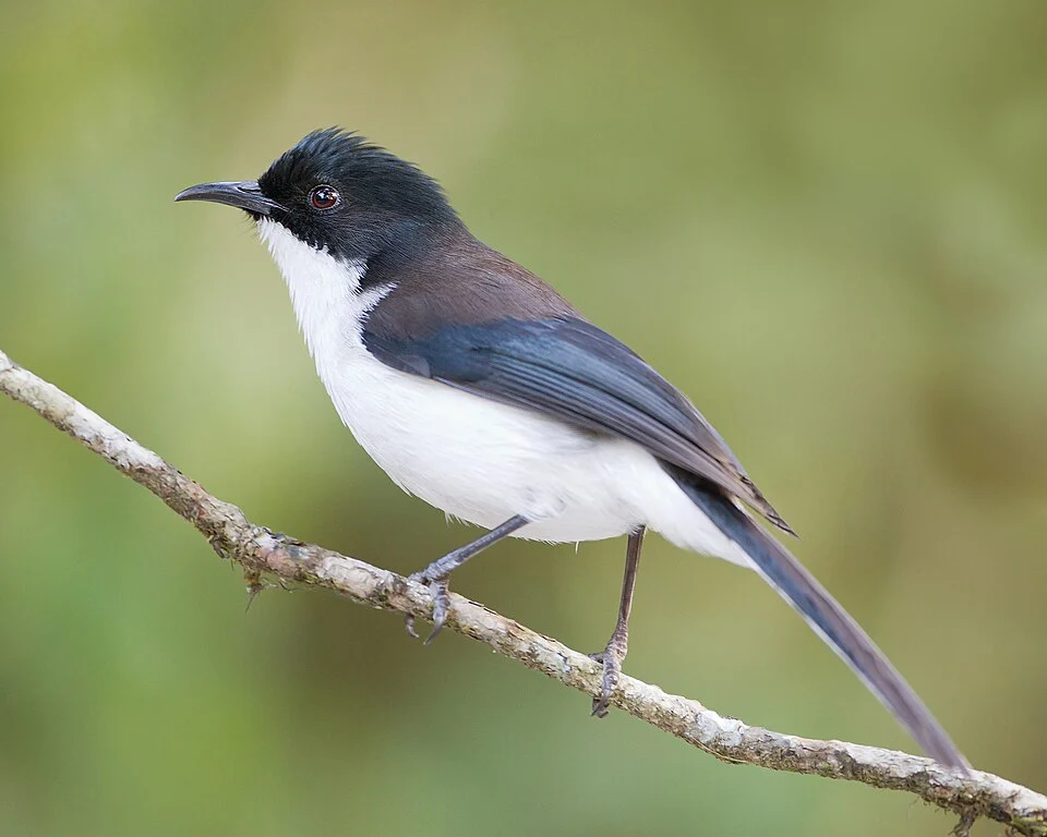 Dark-backed Sibia (Heterophasia melanoleuca), Doi Inthanon National Park, Chiang Mai, Thailand
