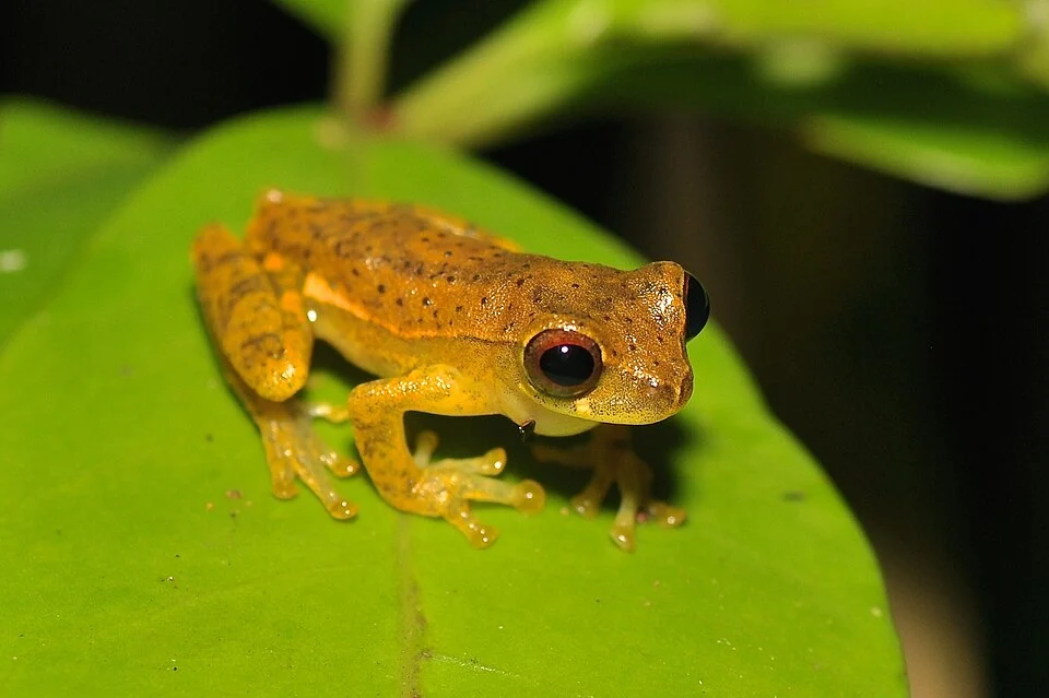 Short-nosed Tree Frog (Dendropsophus brevifrons) in Ecuador