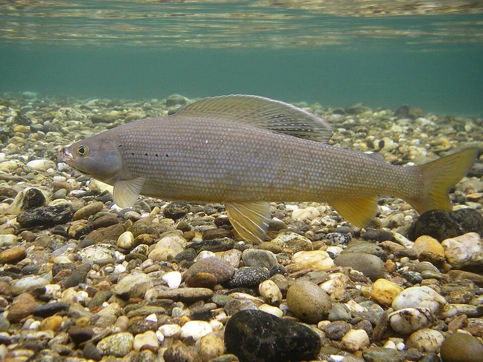 Arctic Grayling (Thymallus arcticus), photographed under water, Clearwater Creek Alaska. 4Wt Fly rod 5X tippet.