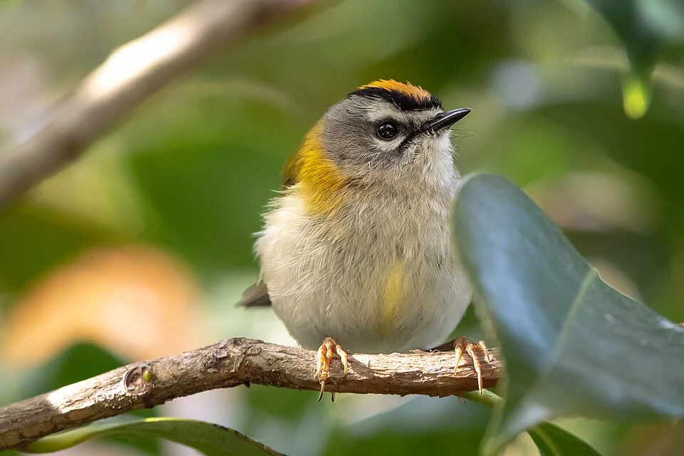 Madeira firecrest on March 17, 2019