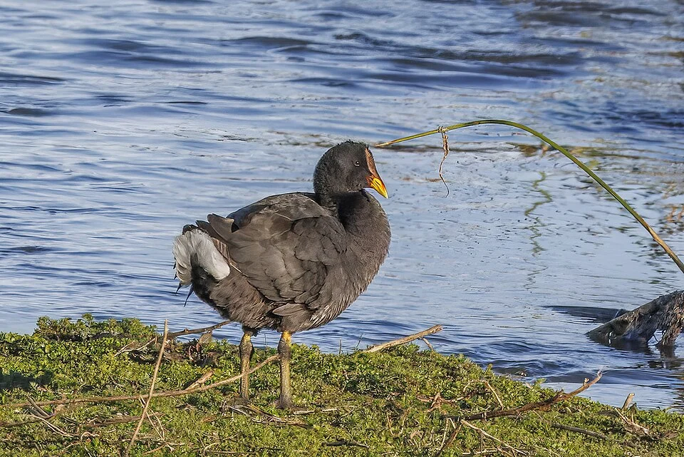 Red-fronted coot (Fulica rufifrons), Reserva Laguna Nimez, El Calafate, Argentina