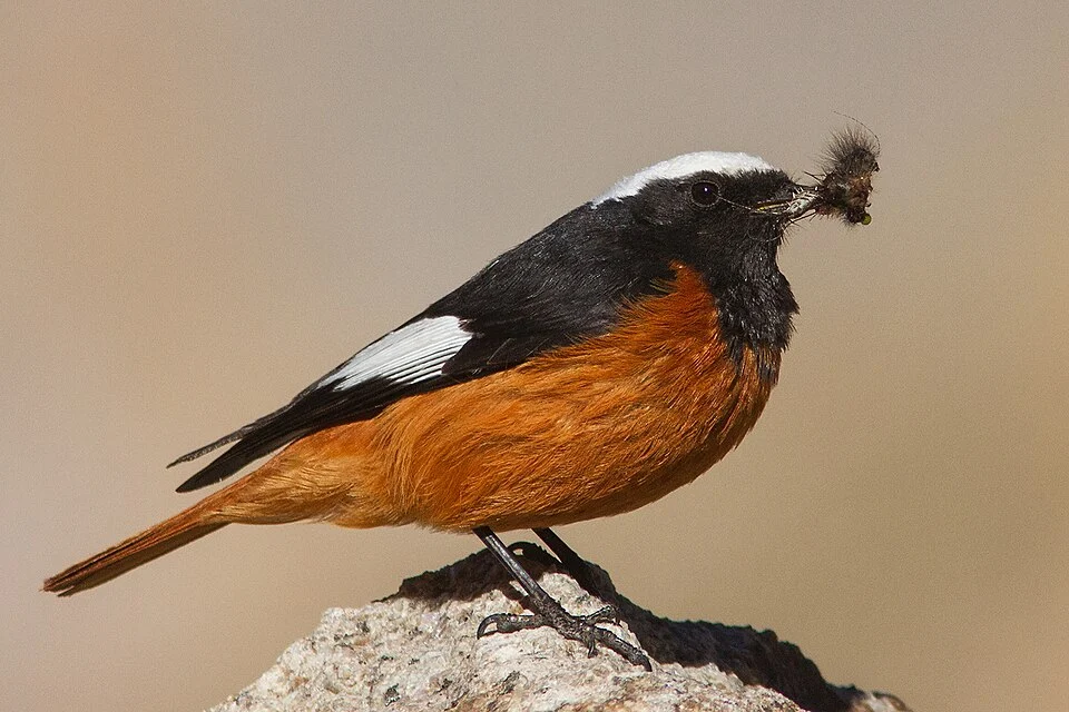 Guldenstadt's Redstart (male) from Ladakh, India