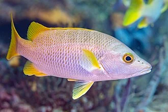Schoolmaster snapper (Lutjanus apodus), Cozumel, Mexico
