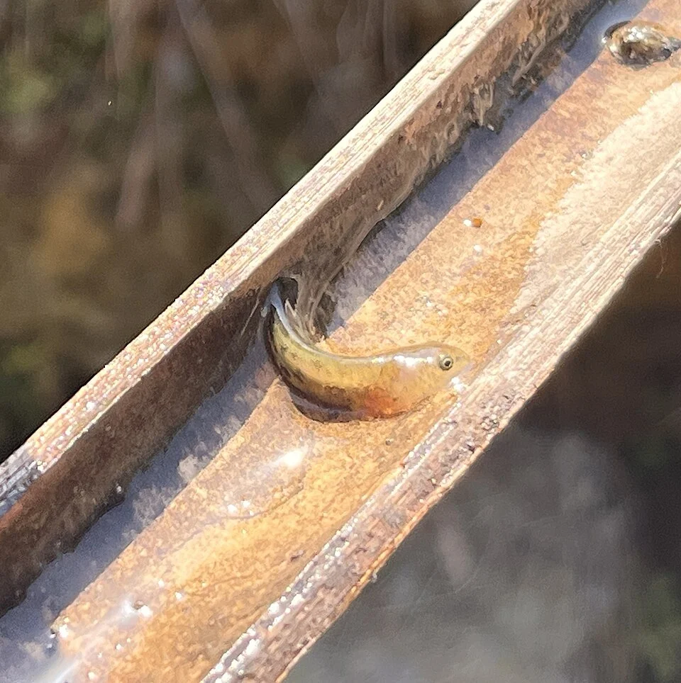 Yiwu Salamander (Hynobius yiwuensis)