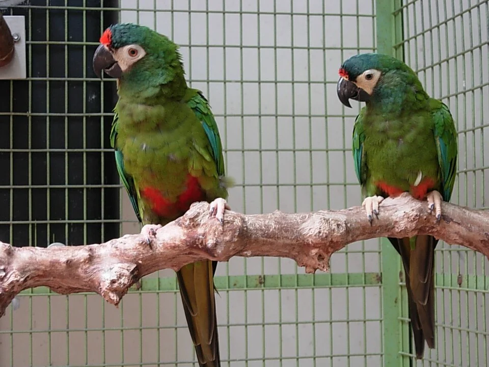 Blue-winged Macaw (also known as Illiger's Macaw). Two captive.