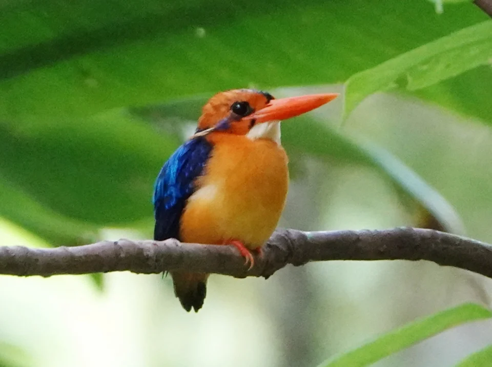 Manus Dwarf-Kingfisher Ceyx dispar in Manus, Papua New Guinea