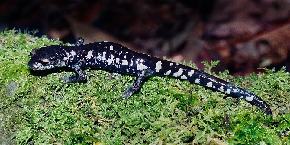 Tamaulipan False Brook Salamander (Aquiloeurycea scandens), a moderately common species in El Cielo Biosphere Reserve, Municipality of Gómez Farías, Tamaulipas, Mexico. Photographed on 25 May 2005 by William L. Farr. This image was originally photographed with film and later scanned from a print.