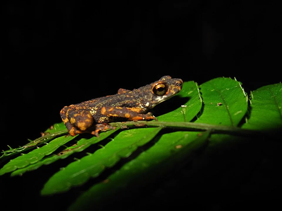 Ansonia kraensis from Thailand