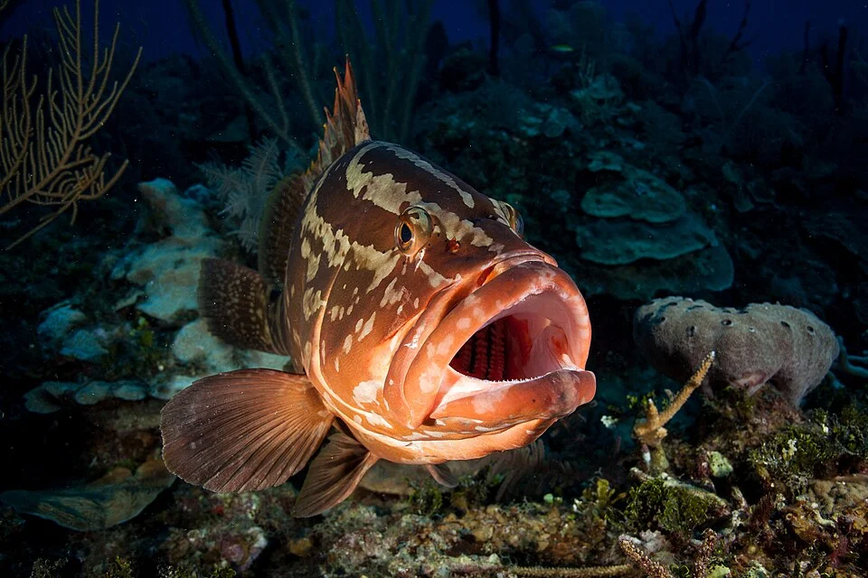 Nassau grouper (Epinephelus striatus). Los Indios, Cuba