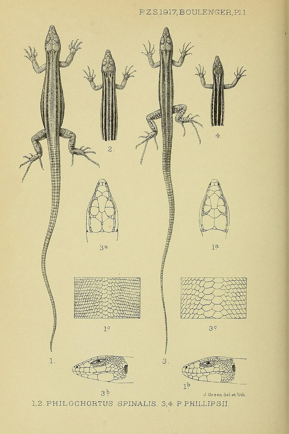 Drawings of Philochortus spinalis and P. phillipsii