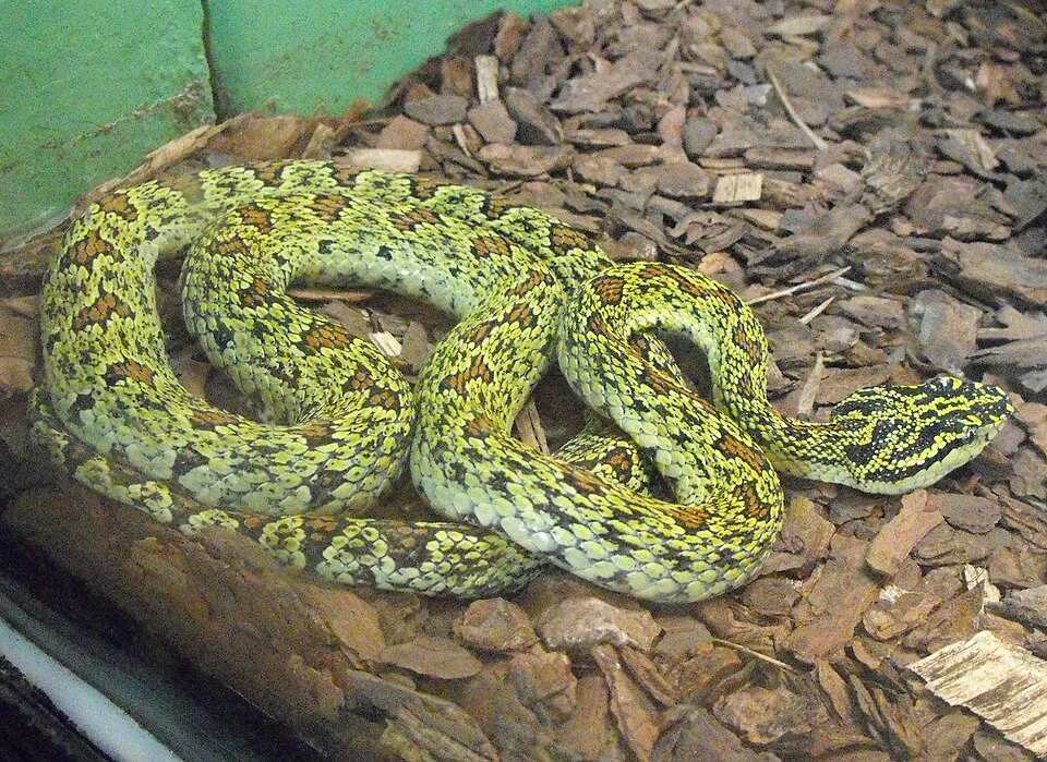 Trimeresurus jerdonii at the San Diego Zoo, California, USA. Identified by sign as Protobothrops j.