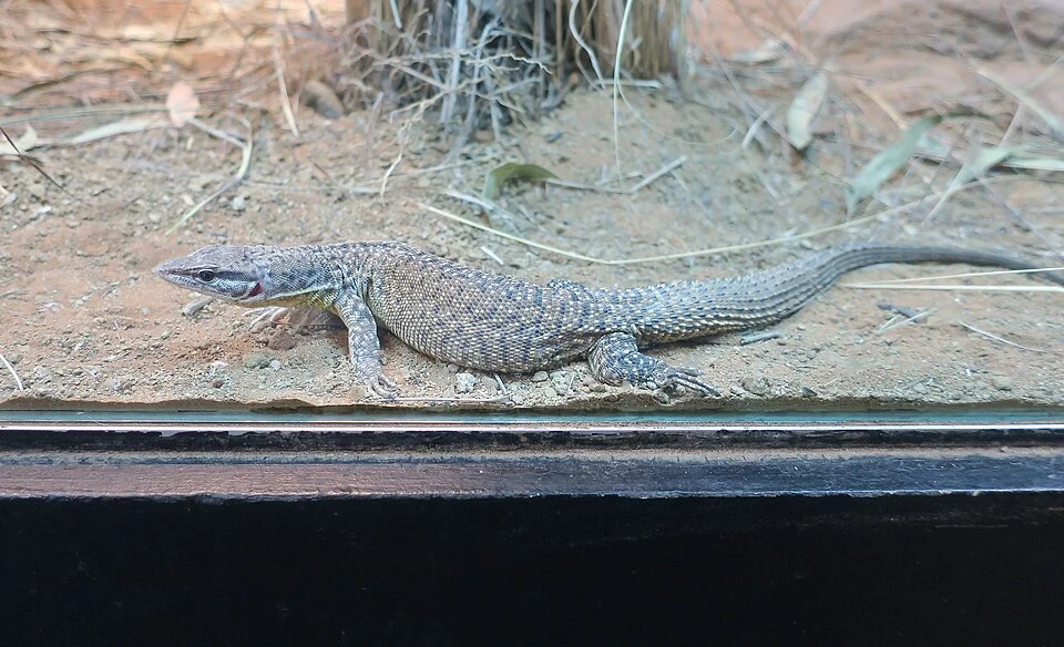 A black-spotted ridge-tailed monitor (Varanus insulanicus) at Featherdale Wildlife Park.