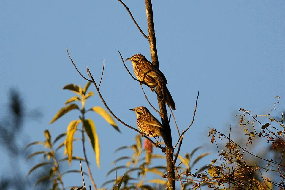 Mount Victoria Babax (Pterorhinus woodi)