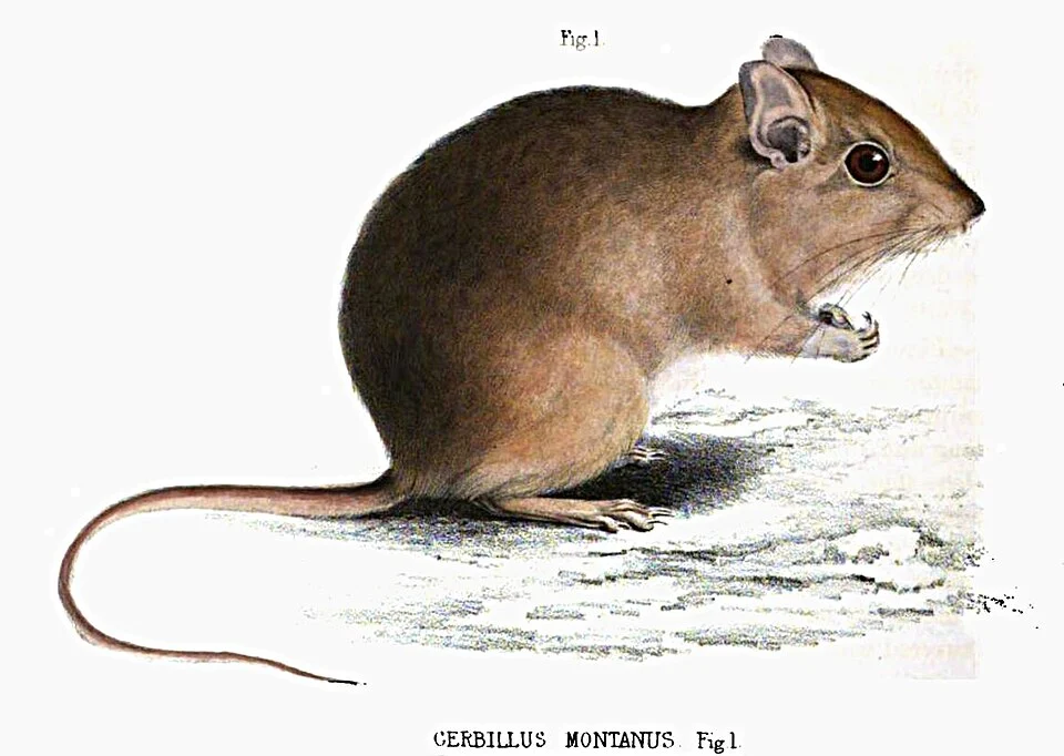 Gerbilliscus brantsii [Smith, A. 1849. Illustrations of the zoology of South Africa: consisting chiefly of figures and descriptions of the objects of natural history collected during an expedition into the interior of South Africa, in the years 1834, 1835, and 1836, fitted out by the "Cape of Good Hope Association for exploring Central Africa". Vol 1. Mammalia (plate 36). Smith, Elder and Co. London.]