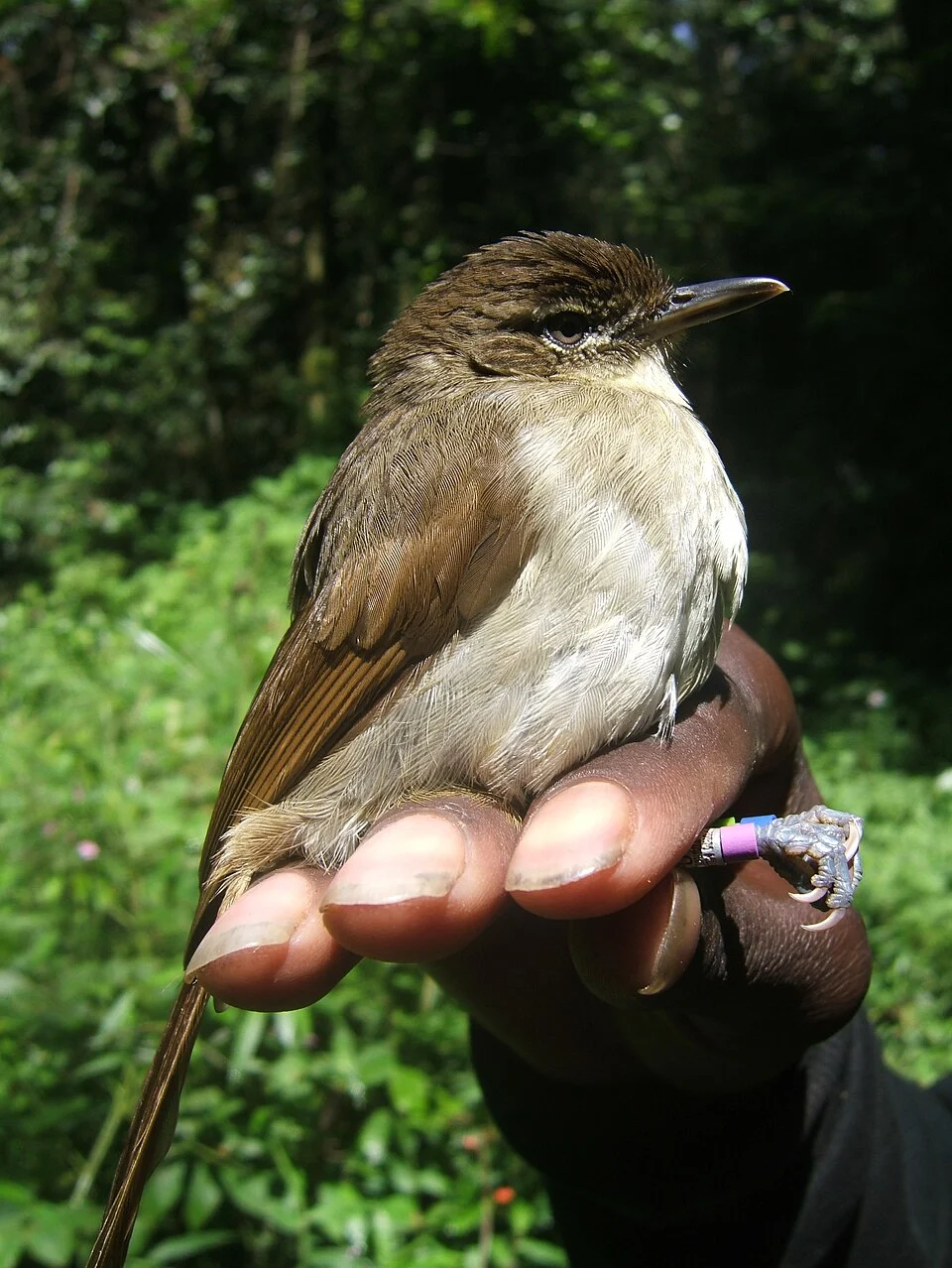 Phyllastrephus cabanisi (Cabanis's greenbul) captured in the Taita Hills, SE Kenya