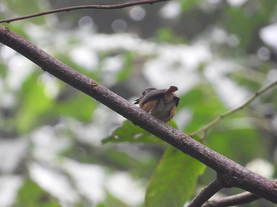 Javan Blue Flycatcher (Cyornis banyumas)