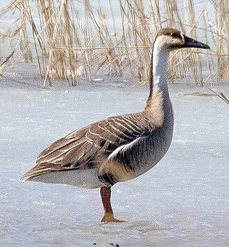 Swan Geese Anser cygnoides, Ozero Stepnoye, Ivolginskiy Rayon, Buryatia Republic, Russia