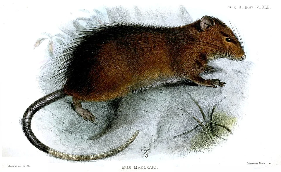 Mus macleari = Rattus macleari