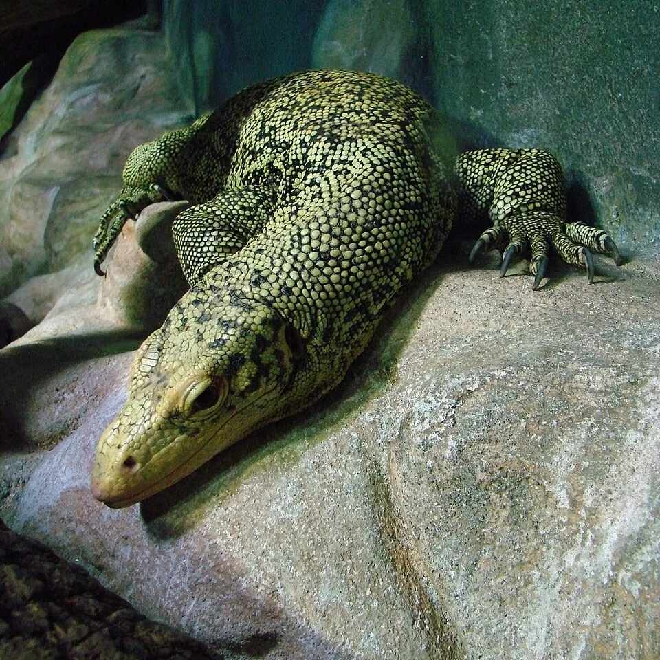 Varan jaune de Banggaï (Varanus melinus), zoo d'Amnéville.